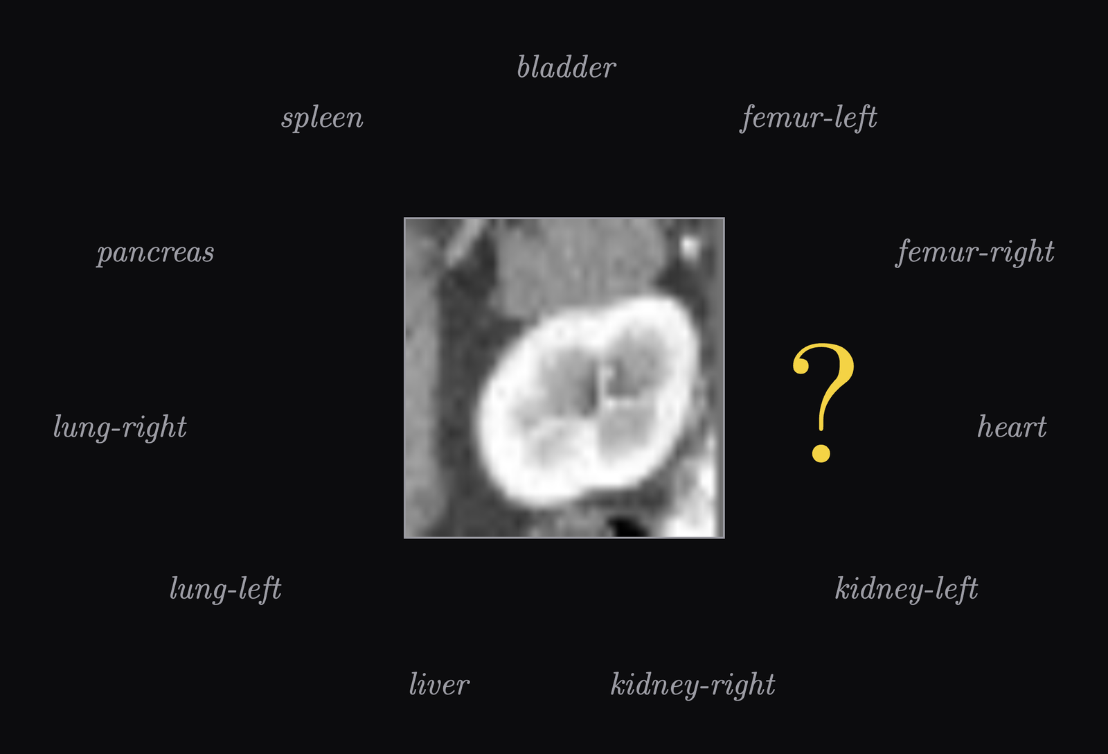 A CT crop with the eleven possible answers around it